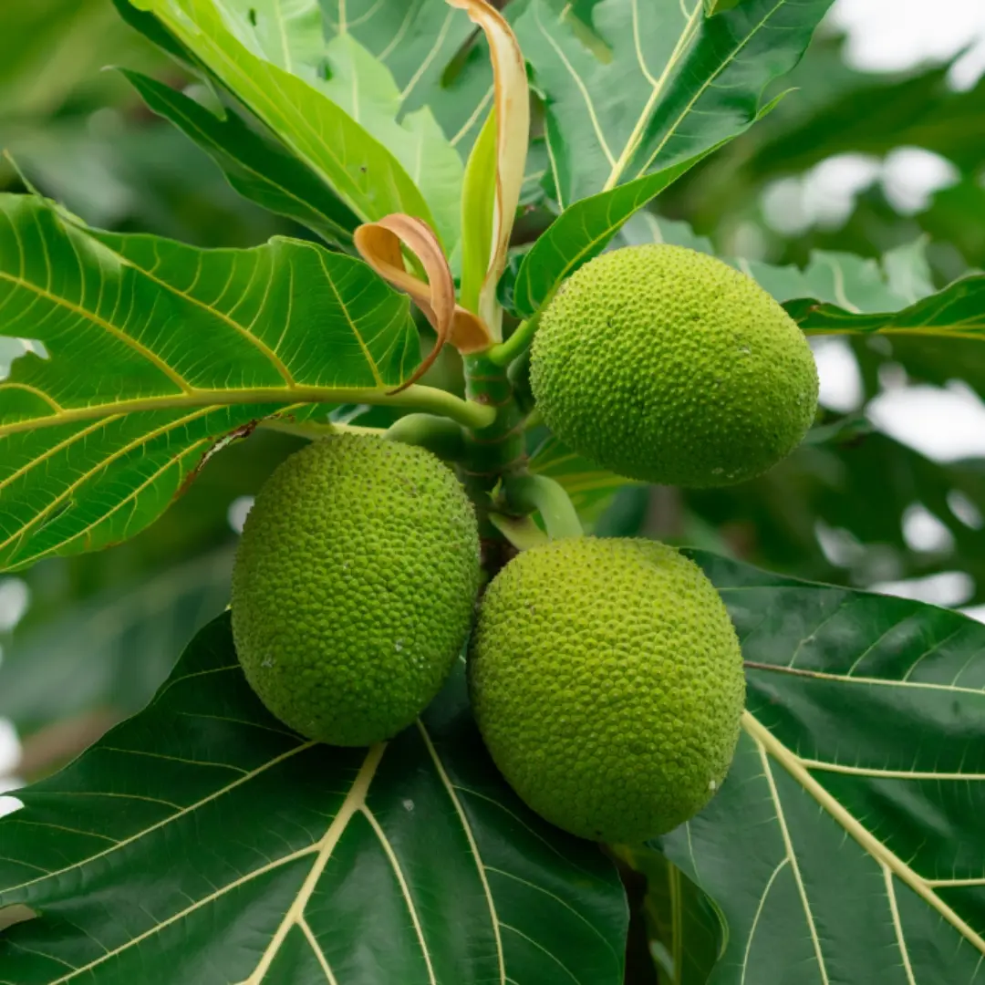 Hawaiian ʻUlu (Breadfruit)