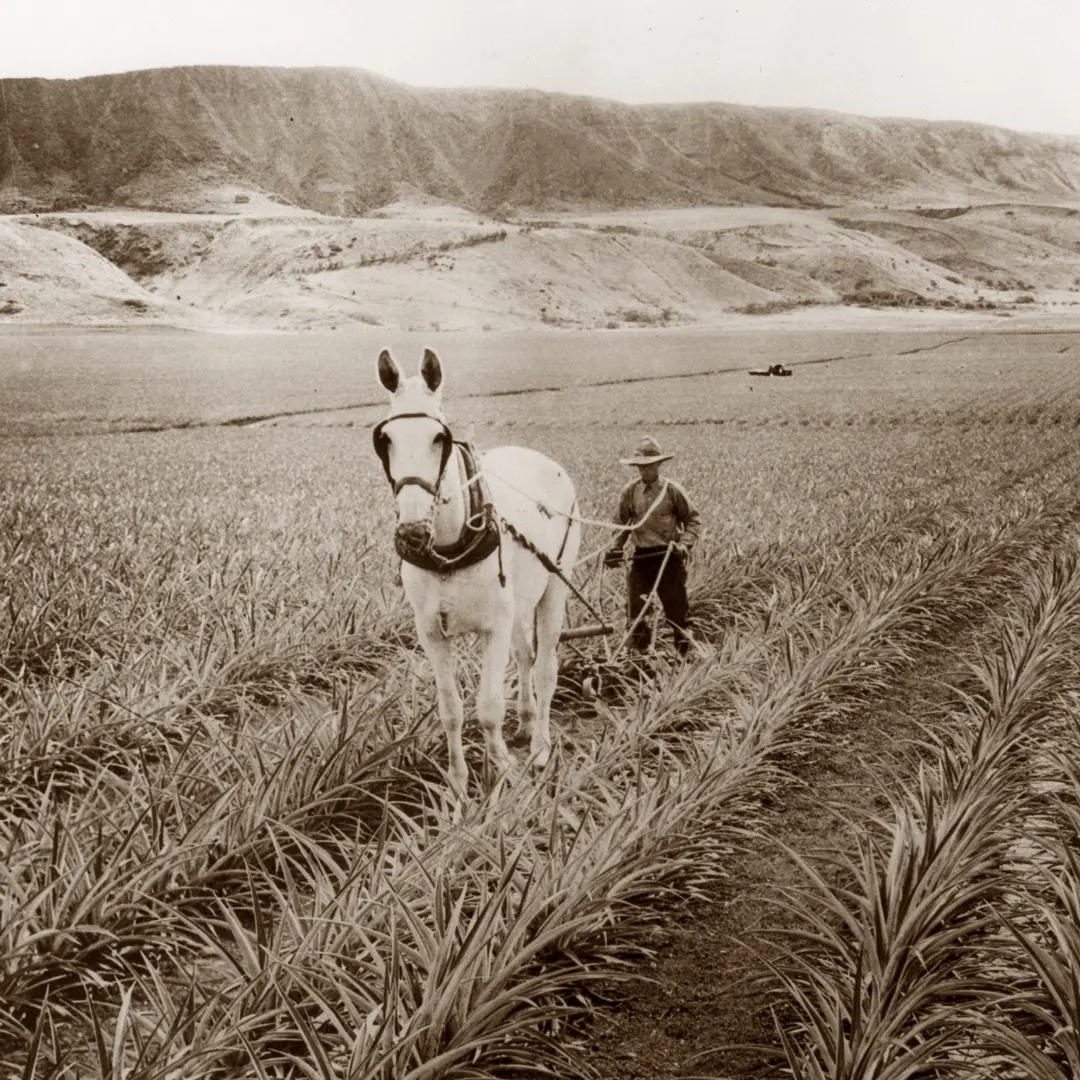 Old sepia-toned photo of a land survey, with surveyors seen working on the land. The image captures the tools of the trade.