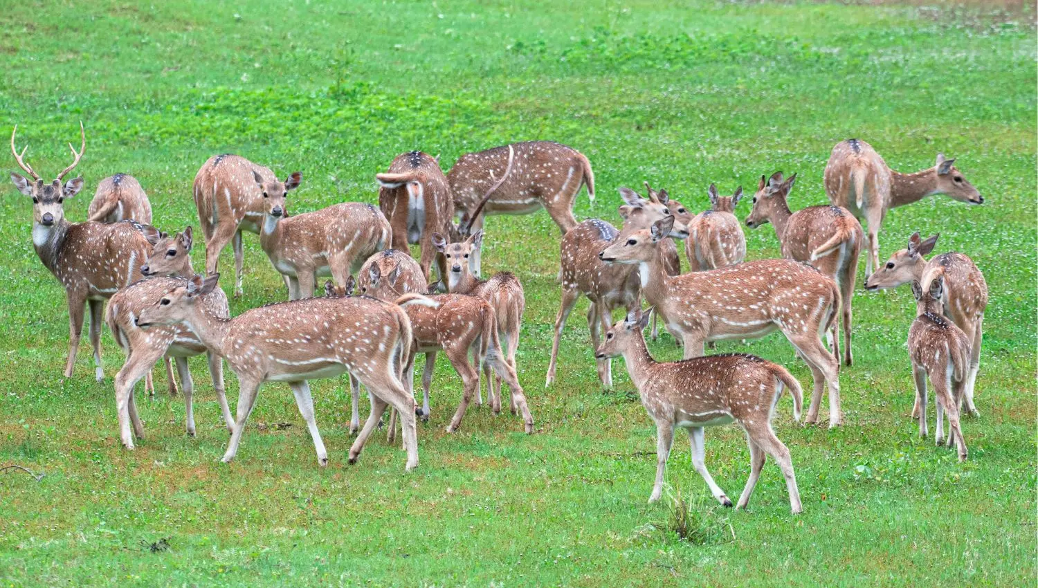 Axis deer grazing on grassy field