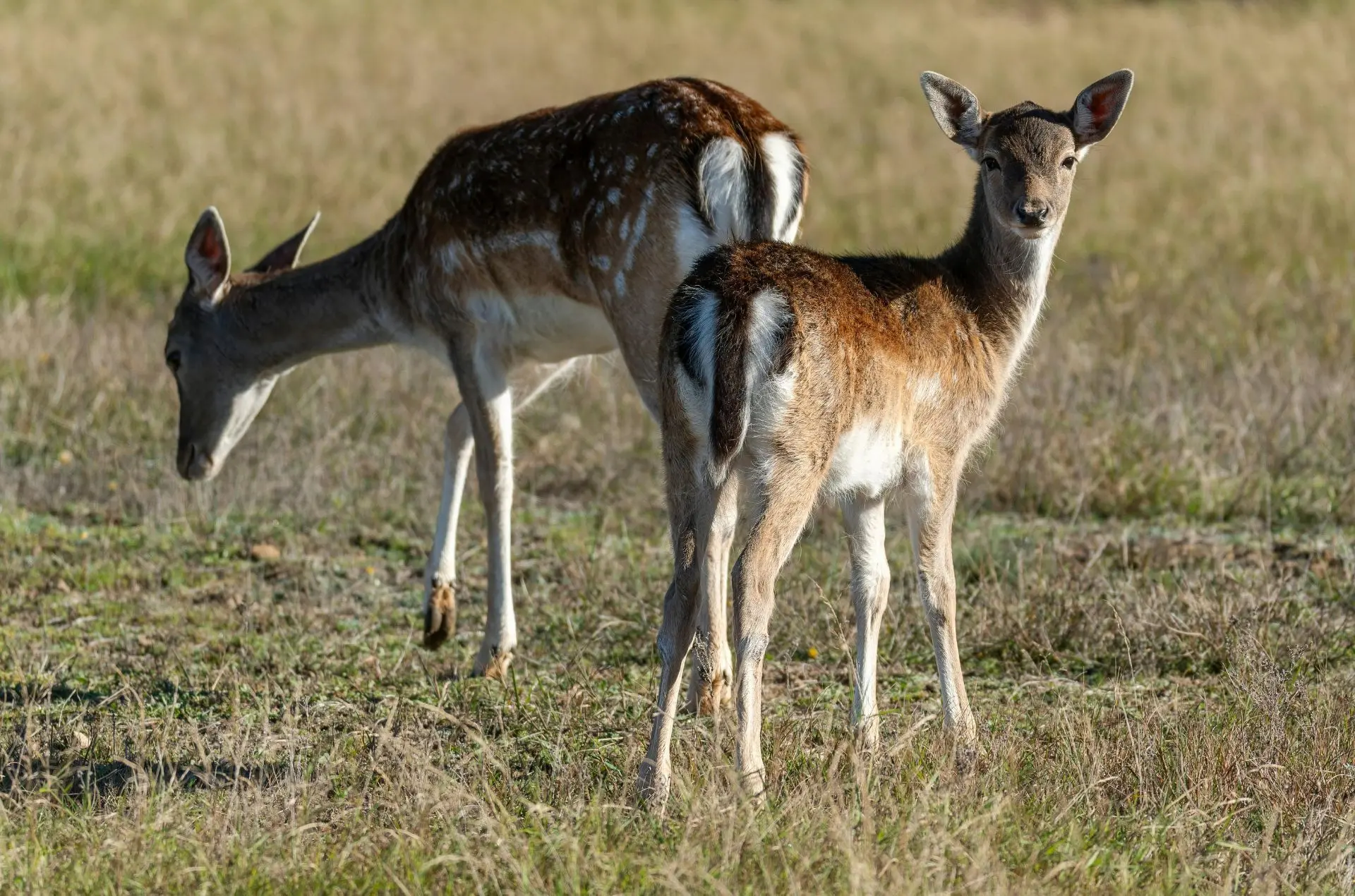 Axis deer in a field.