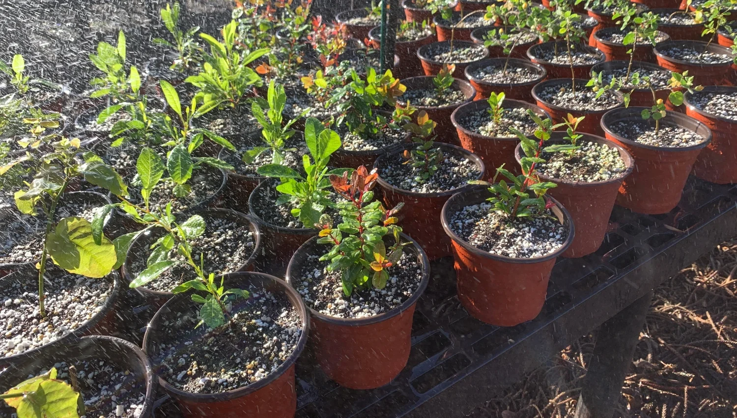 Trees ready to plant at Kānepuʻu