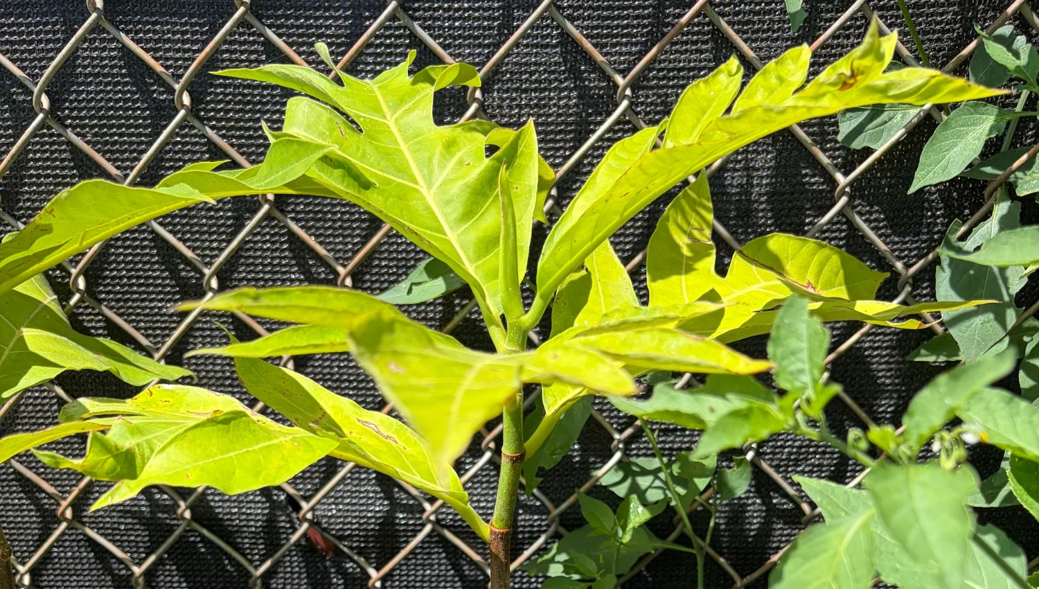 Plant Sale