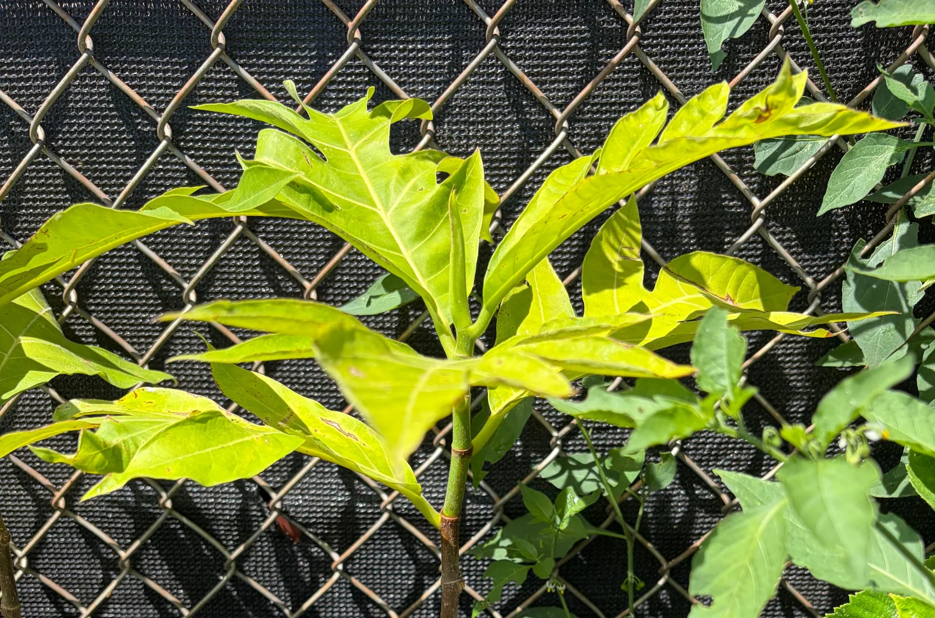 Plant Sale