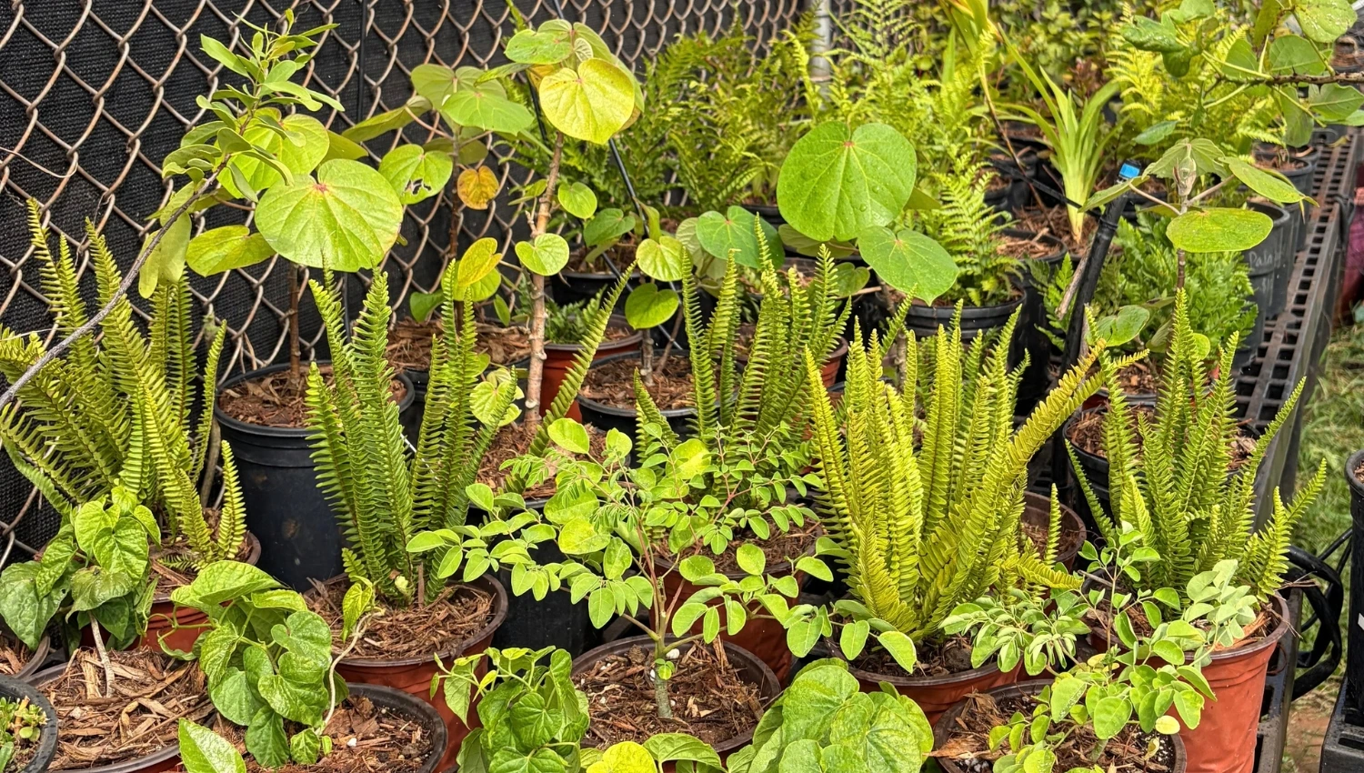 Plants for Sale