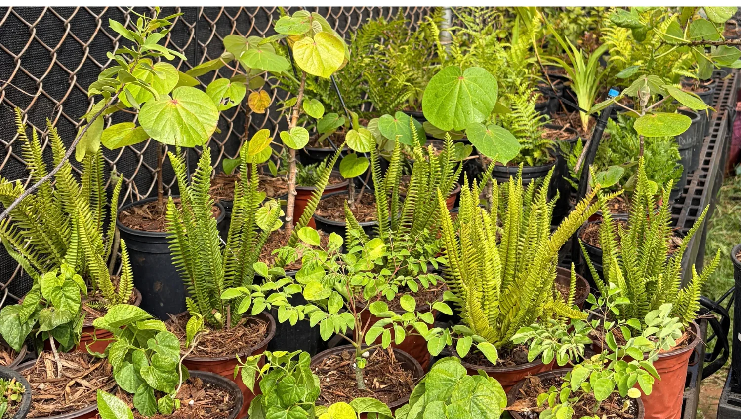 Plants for Sale